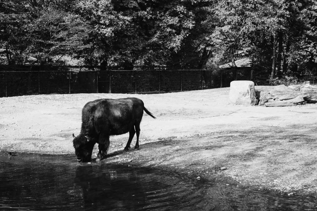Bison im Tierpark Hellabrunn in München-Thalkirchen