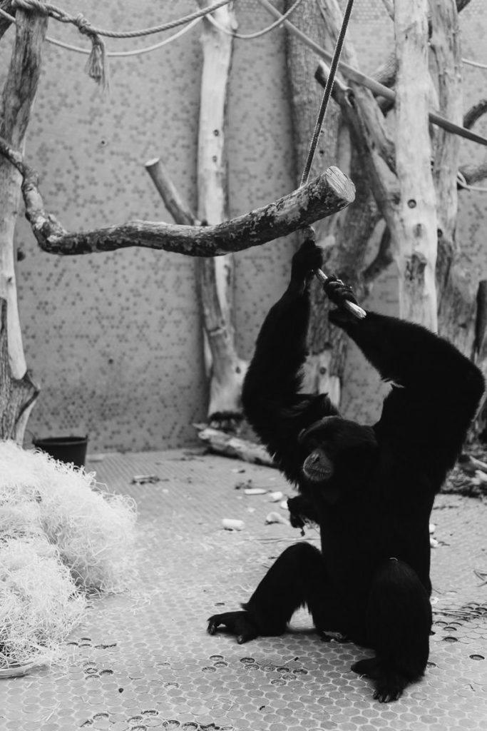Gibbon im Tierpark Hellabrunn in München-Thalkirchen