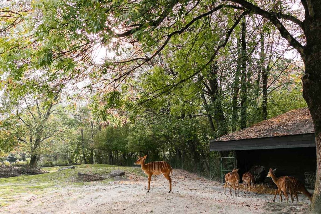 Wild im Tierpark Hellabrunn in München-Thalkirchen