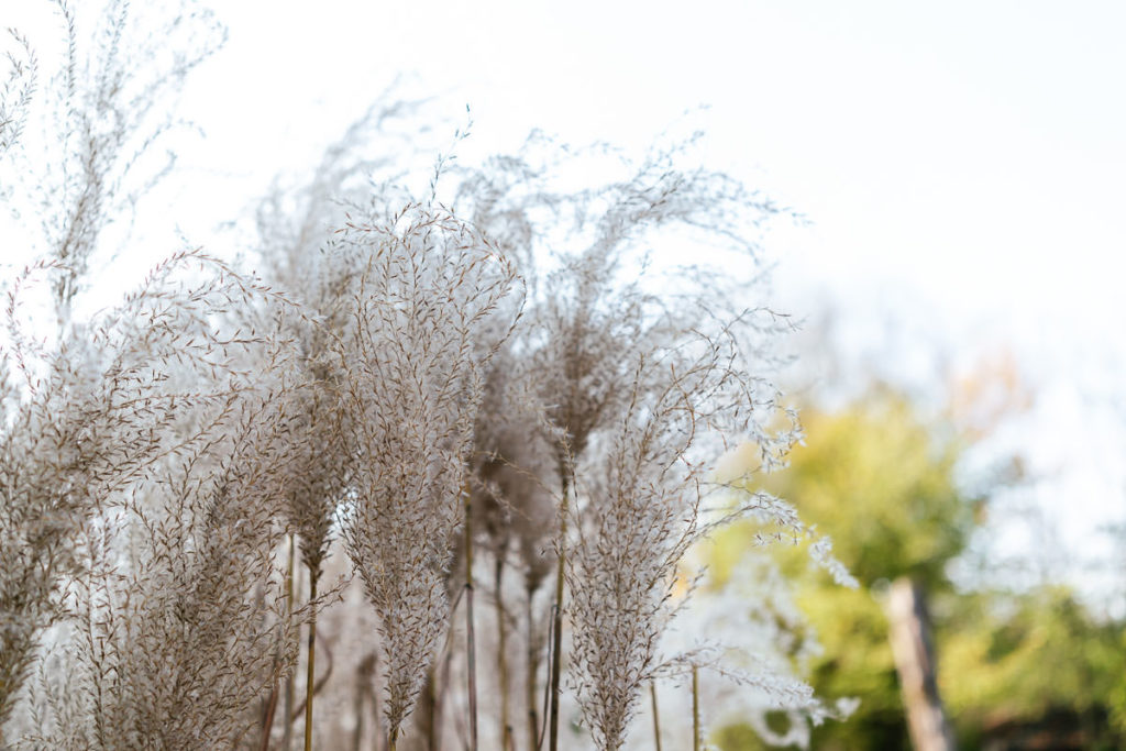 Isarauen in München-Thalkirchen