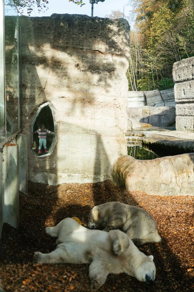 Eisbären im Tierpark Hellabrunn in München-Thalkirchen