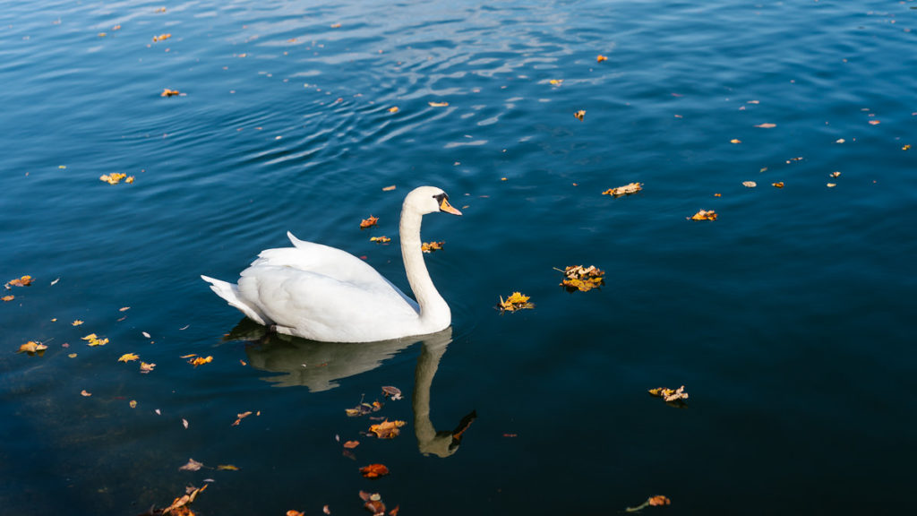 Schwäne in Thalkirchen, München.