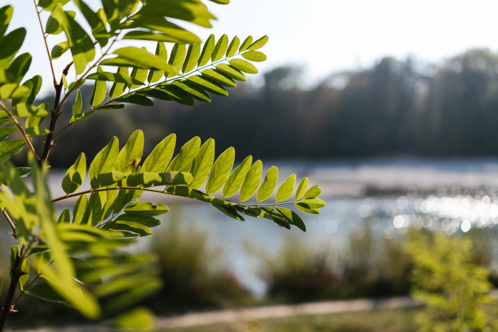 Isarauen in München-Thalkirchen