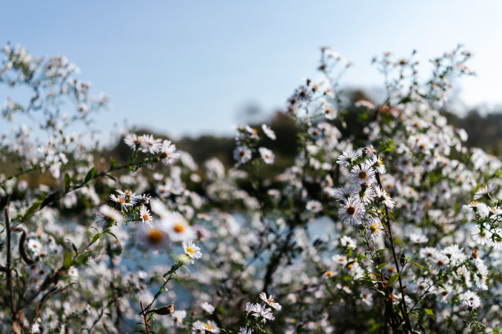 Isarauen in München-Thalkirchen