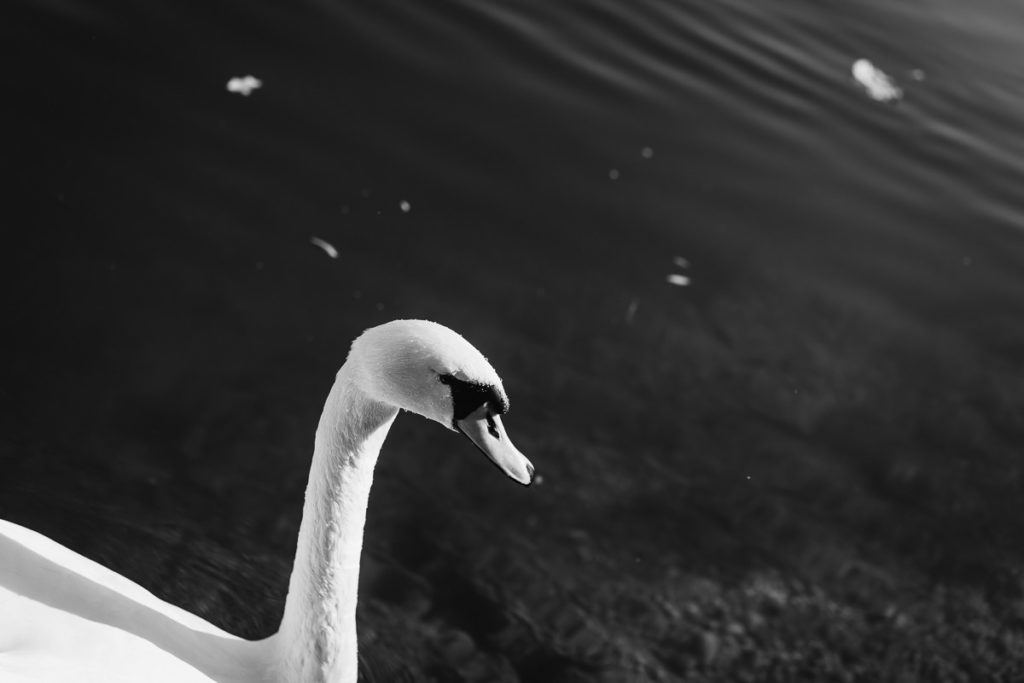 Schwan in Thalkirchen, München