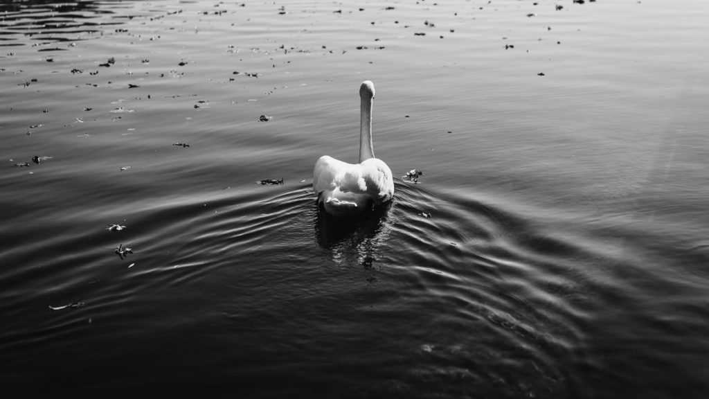 Schwan in Thalkirchen, München