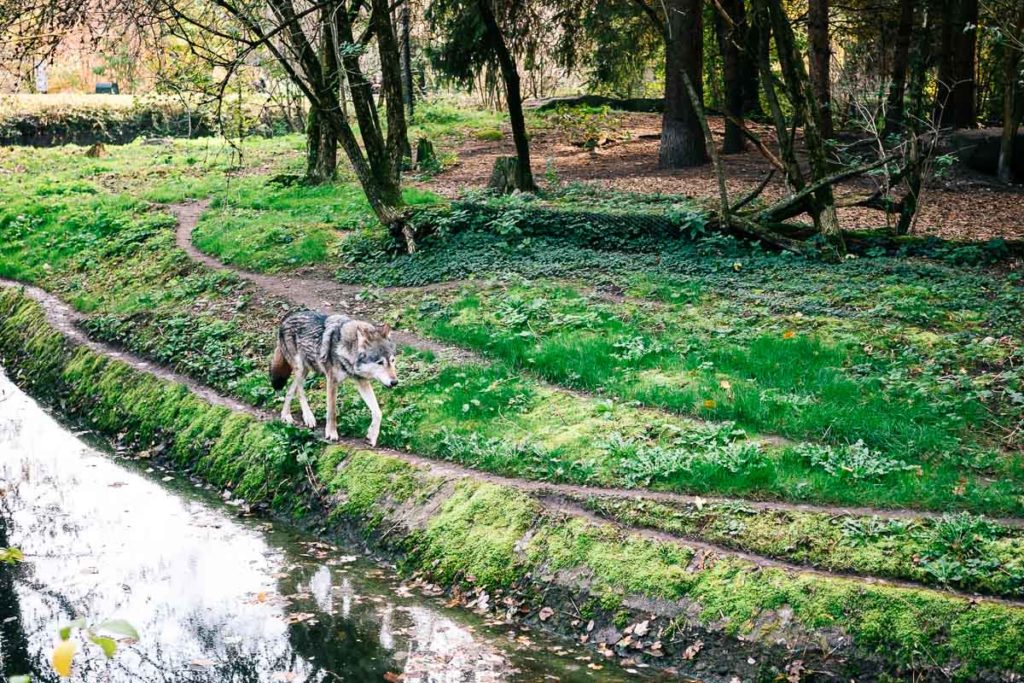 Wolf im Tierpark Hellabrunn in München-Thalkirchen