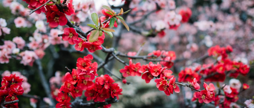 Blumen in Kamakura bei Tokio