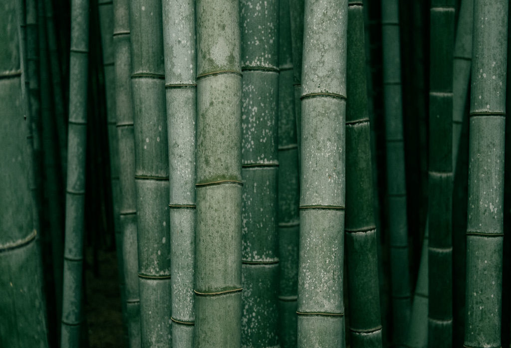 Bambus in Kyoto
