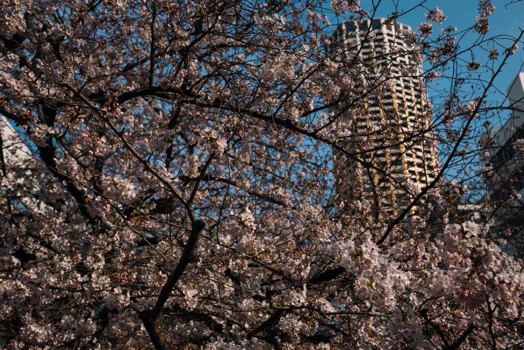 Sakura in Tokio
