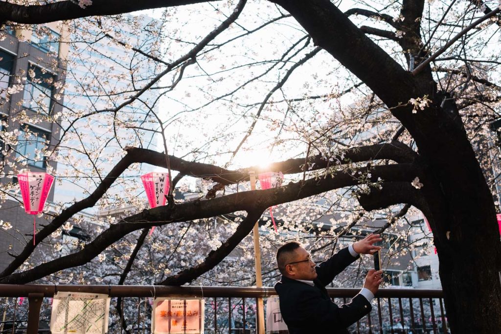 Kirschblüte in Tokio