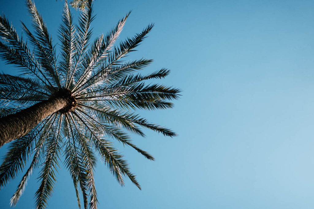 Palme vor blauem Himmel in Marrakesch.