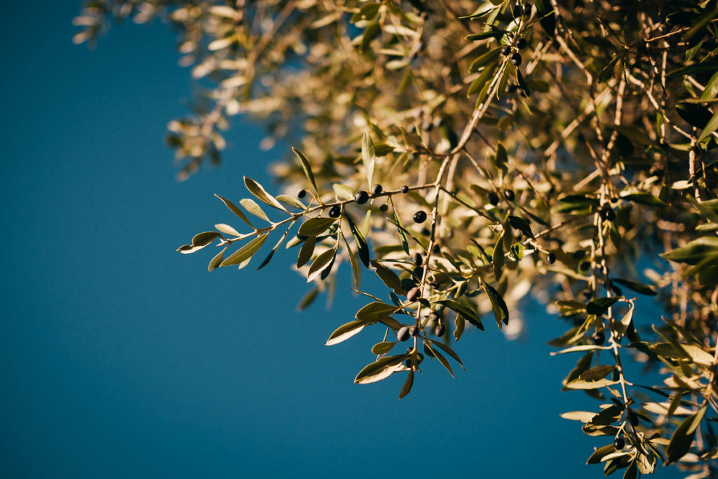 Olivenbaum in Andalusien.