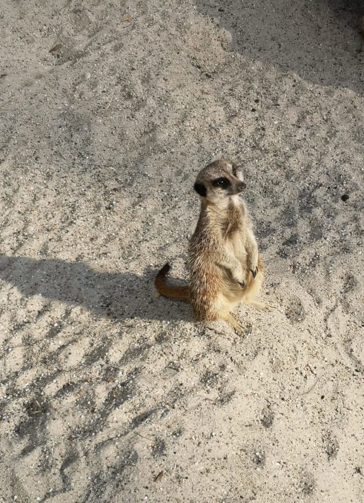 Erdmännchen im Tierpark Hellabrunn in Thalkirchen, München.