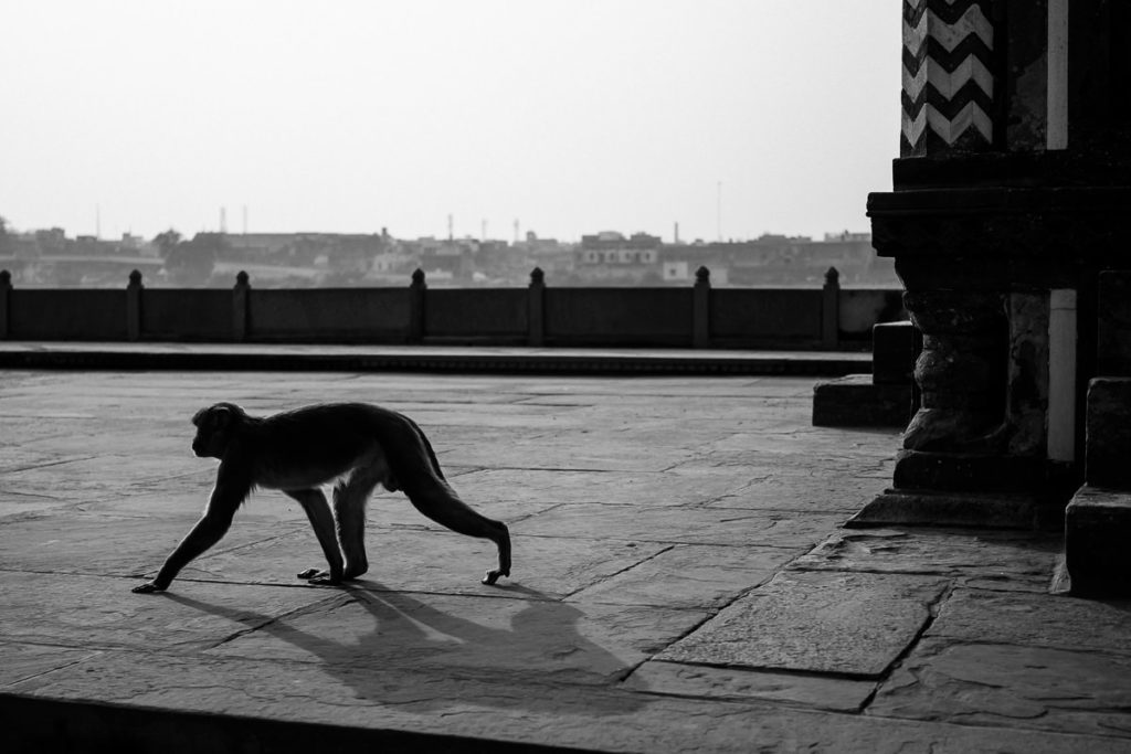 Affe im Itimad-ud-Daula-Mausoleum, Baby Taj, Agra
