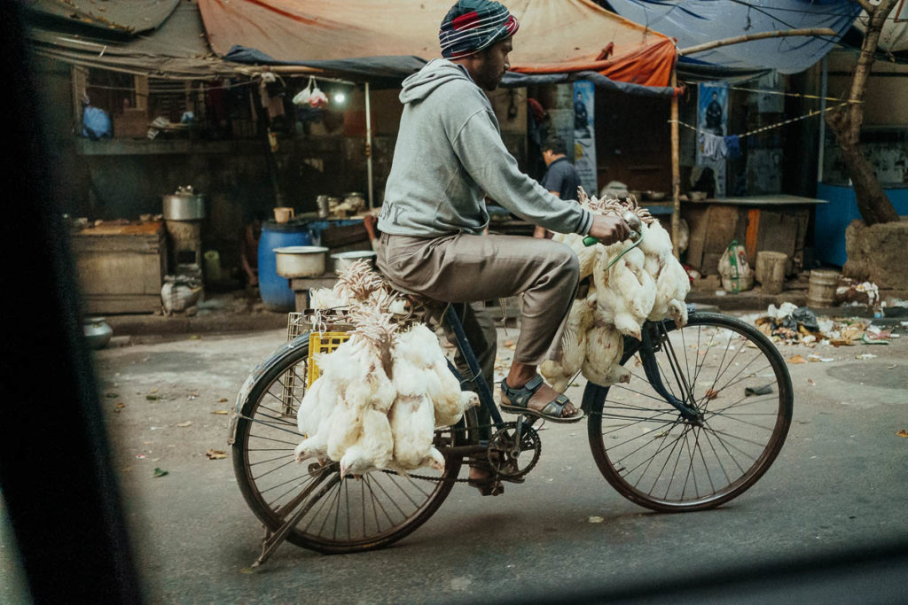 Hühnertransport auf dem Fahrrad. Fortbewegung in Kolkata.