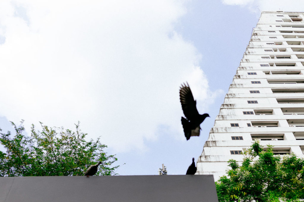 Taube fliegt durchs Bild im Viertel Ari in Bangkok