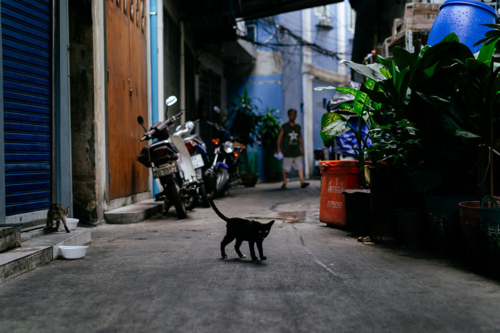 Katze in Chinatowns Gasse