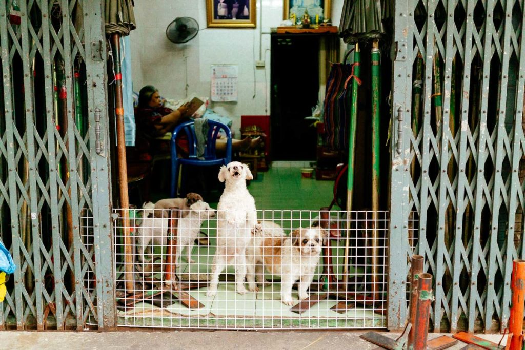 Blick in eine Wohnung in Rattanakosin, Bangkok. Die Hunde werden mit einem kleinen Gitter davor bewahrt auf die Straße zu stürmen. Die Tür zur Wohnung steht offen.
