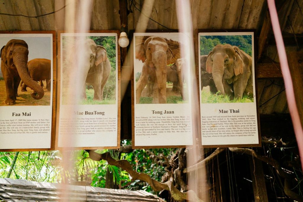 Porträts einiger Elefanten, die im Elephant Nature Park leben