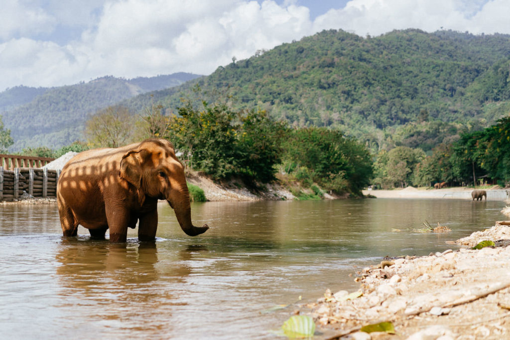 Ein Fluss fliesst durch den Elephant Nature Park. Dort nehmen die Tiere gerne Bäder