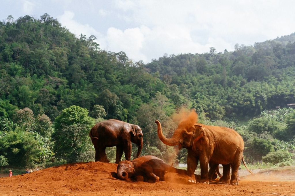 Schlammschlacht unter Elefanten.