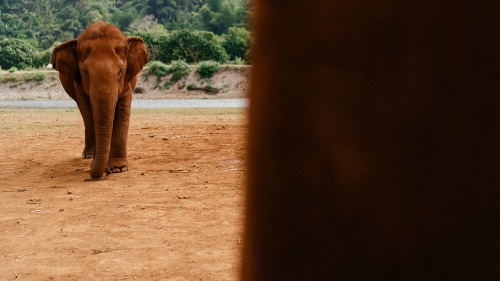 Frontalaufnahme eines Elefanten im Elephant Nature Park