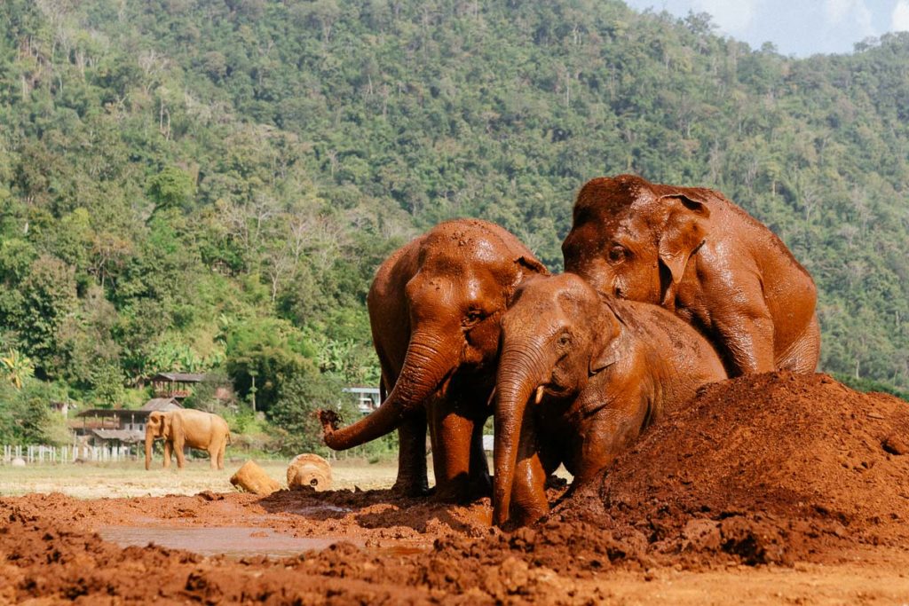 Drei Elefanten im Schlamm