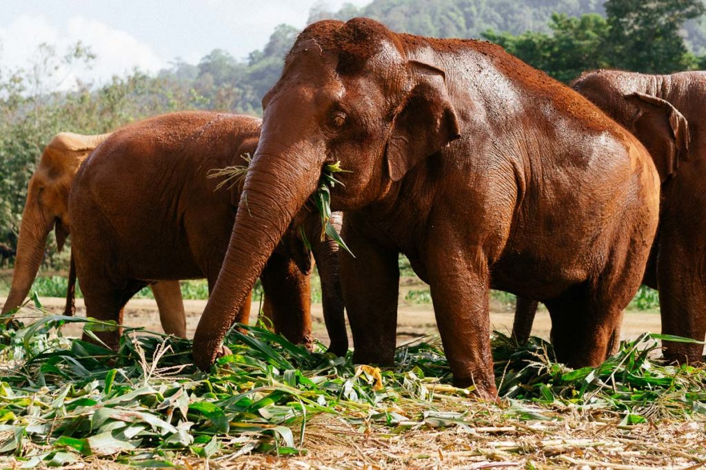 Elefanten beim Mittagessen