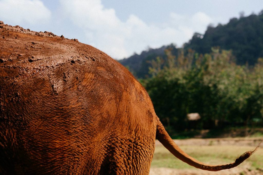 Nahaufnahme eines Elefanten-Hinterteils