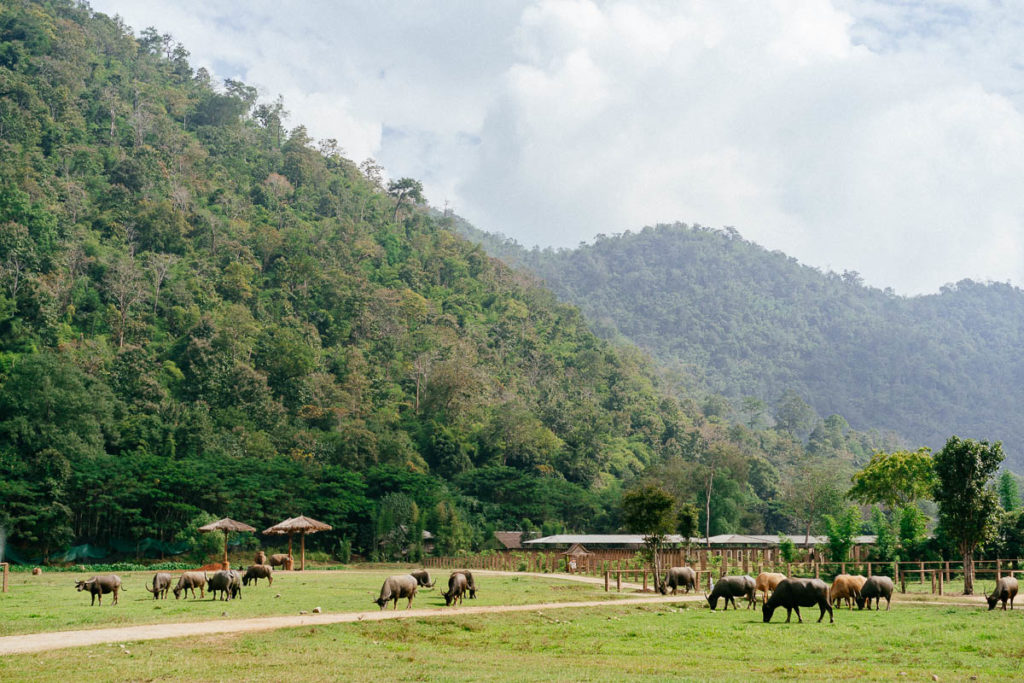 Wasserbüffel grasen auf einer Weide