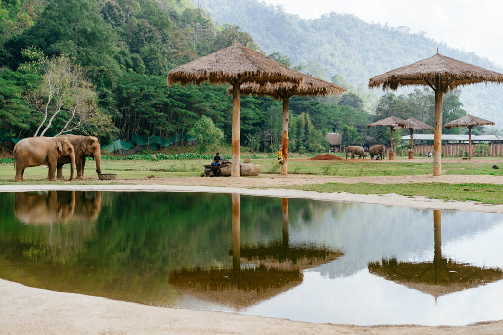 Die Elefanten im Elephant Nature Park verbringen ihren Tag oft in kleinen Gruppen von zwei bis drei Tieren