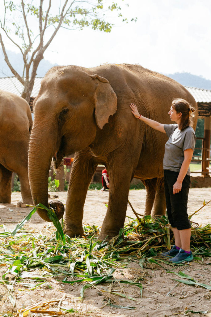 Wir durften im Elephant Nature Park Elefanten streicheln