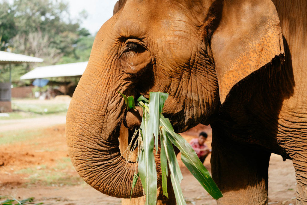 Nahaufnahme eines fressenden Elefanten