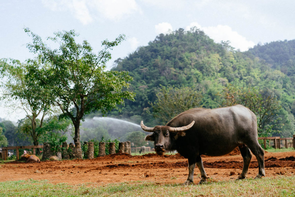 Wasserbüffel in Großaufnahme